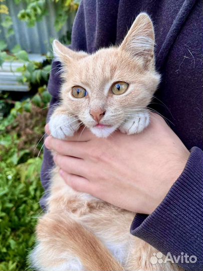 Рыжий котенок мальчик Пряник