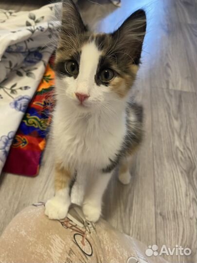 Кошечка в добрые руки