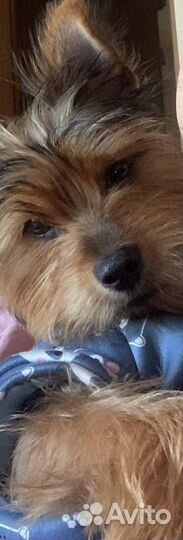 Вязка йоркский терьер