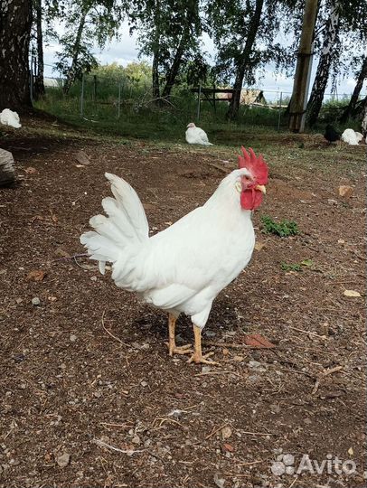 Петух белый леггорн