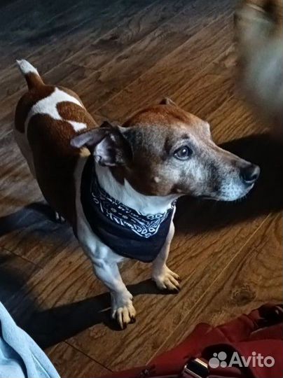 Передержка животных