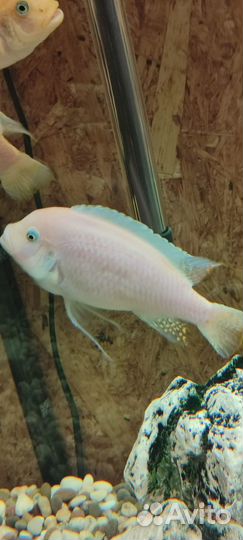 Аквариумные рыбы цихлиды