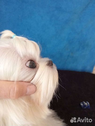Мини мальчик мальтезе РКФ