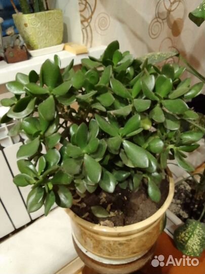 Цветы для дома и офиса