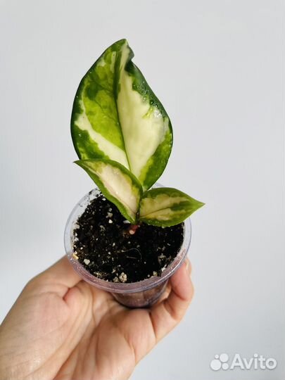 Хойи разные сорта