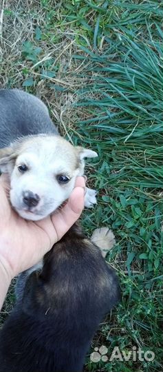 Щенята, мальчики