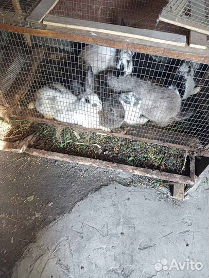 Кролики великаны