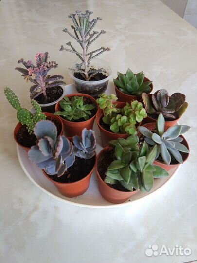 Суккуленты