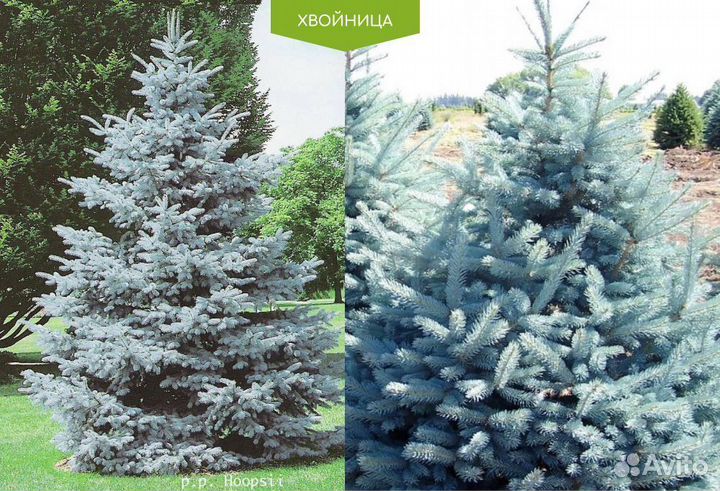 Туя Смарагд,Брабант,Колумна