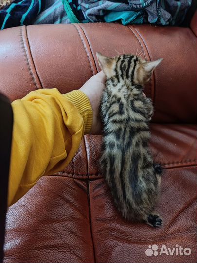 Бенгальская