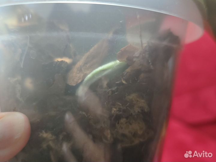 Орхидея фаленопсис Капуцин