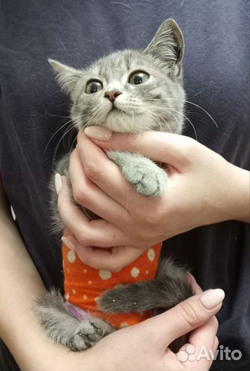 Кошечку невозможно пролиснуть