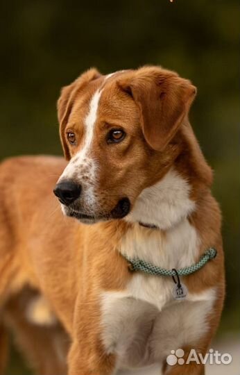 Собака в добрые руки