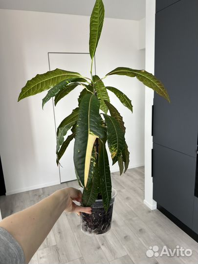 Кодиеум кротон