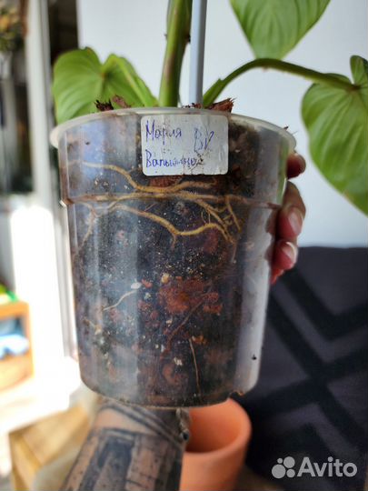 Филодендрон