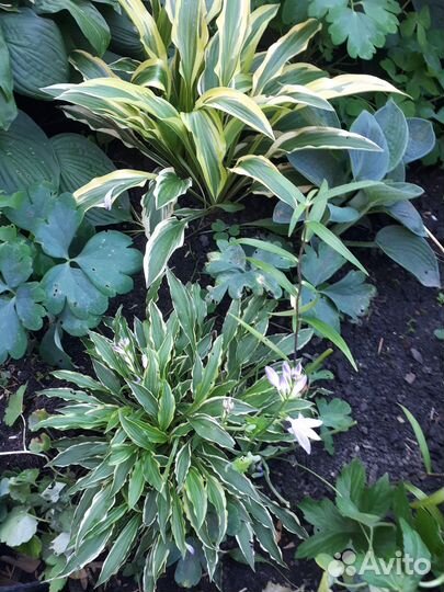 Продам хосты