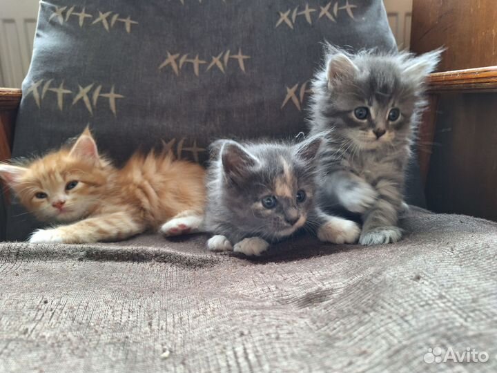 Котята мейн-кун метисы