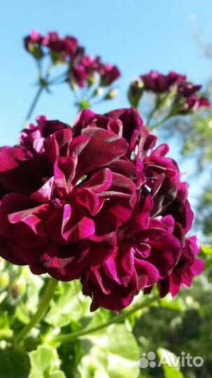 Ветер перемен и др. сортовые пеларгонии