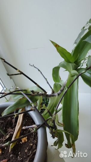 Цветок золотой ус