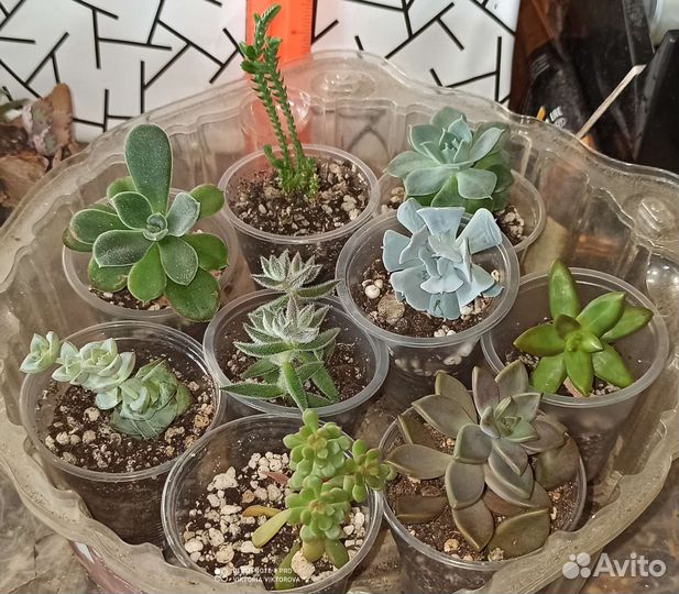 Суккуленты подборки готовые