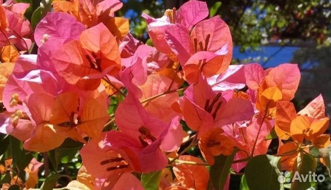 Бугенвиллия.бегония
