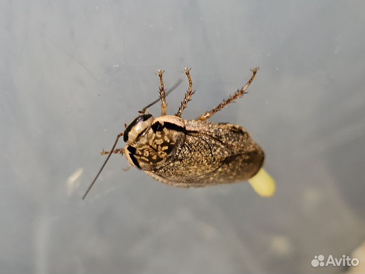 Мраморные тараканы