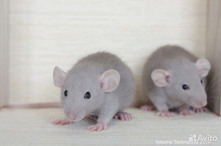 Крыса дамбо