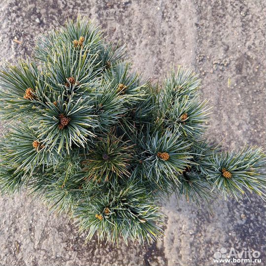 Сосна кедровая европейская Глаука