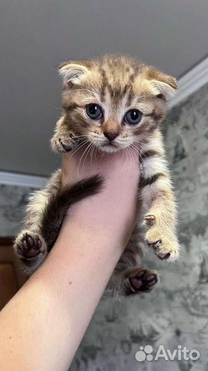 Шотландский котёнок