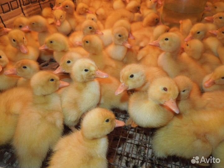 Утка SK-6 Орвия