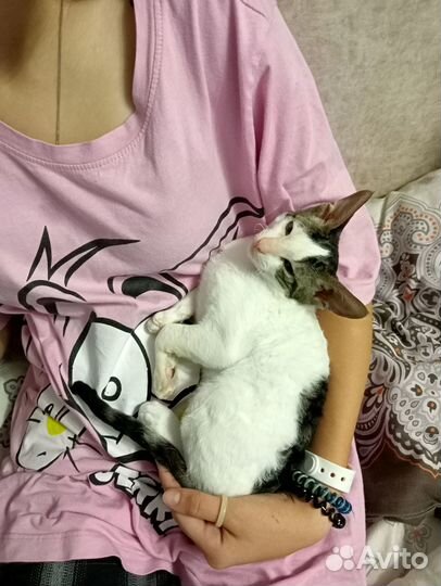 Корниш-рекс