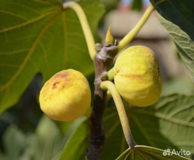 Саженцы инжира