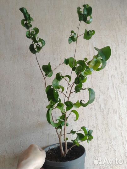 Фикус Бенджамина, сорт Букле 50 см