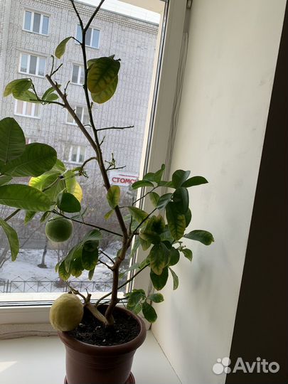 Дерево лимонна с плодами