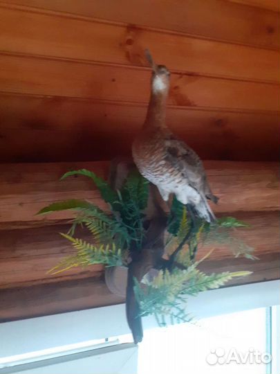 Чучела животных