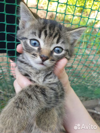 Отдам бесплатно в дар