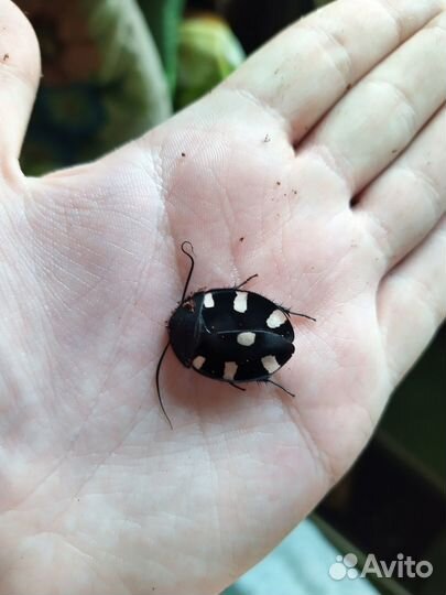 Экзотические беспозвоночные