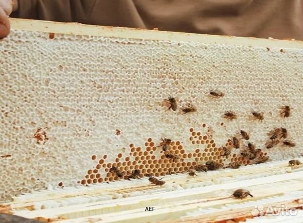 Мёд 2024 года из Алтая опт