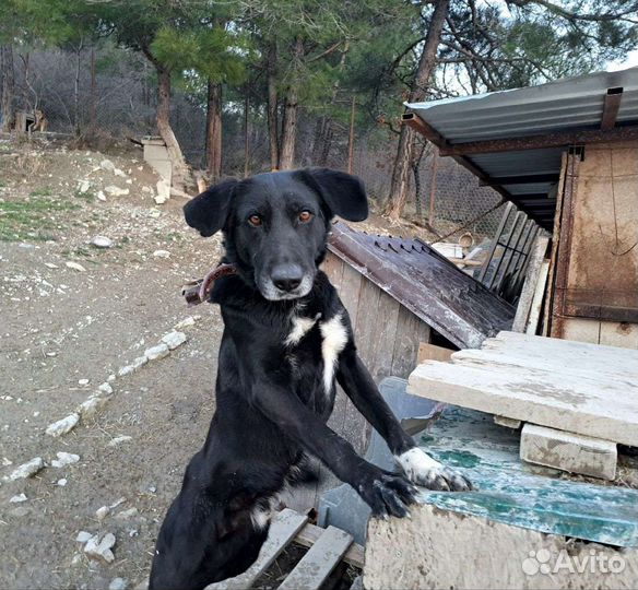 Собака в добрые руки