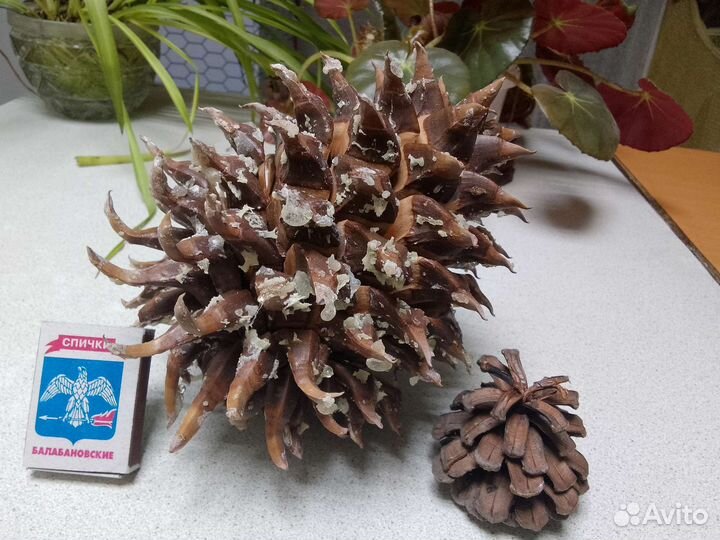 Шишки для декора