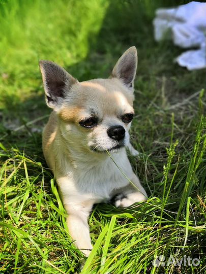 Мальчик для вязки «стандарт»