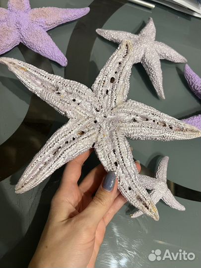 Морские звезды натуральные