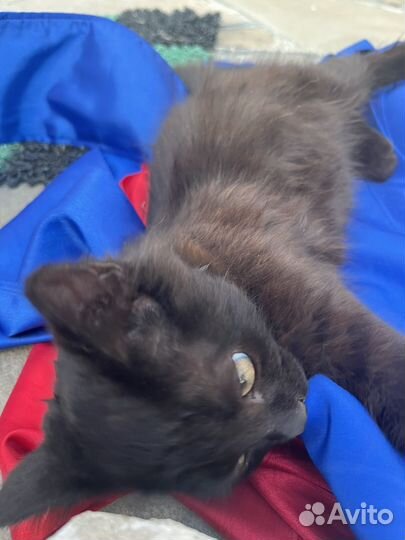 Черный котенок