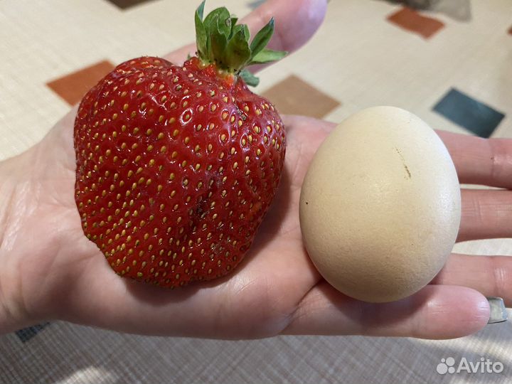 Рассада сортовой клубники