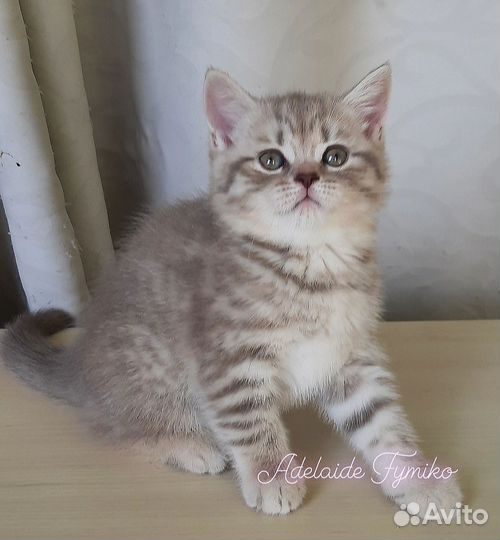 Шотландские котята