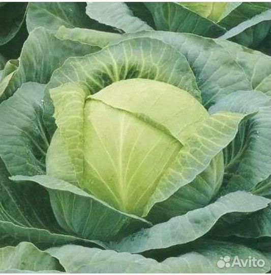 Рассада капусты