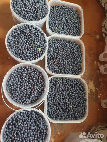 Черника лесная