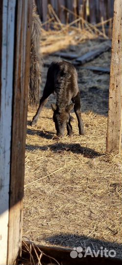 Жеребчик пони