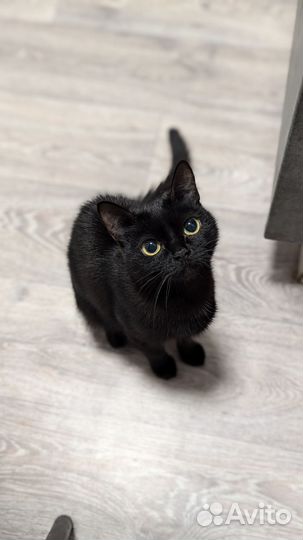 Кошка в добрые руки