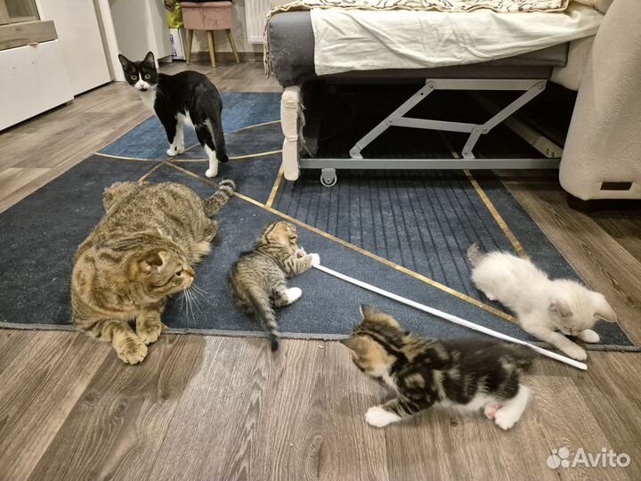 Продам котят